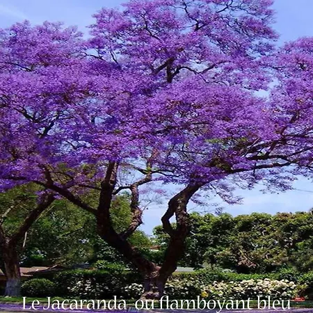Lejlighed Mar Y Golf